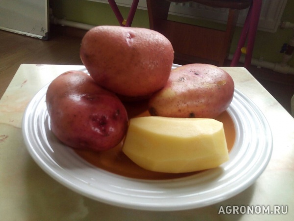 Картофель оптом от 5,5 рублей с доставкой