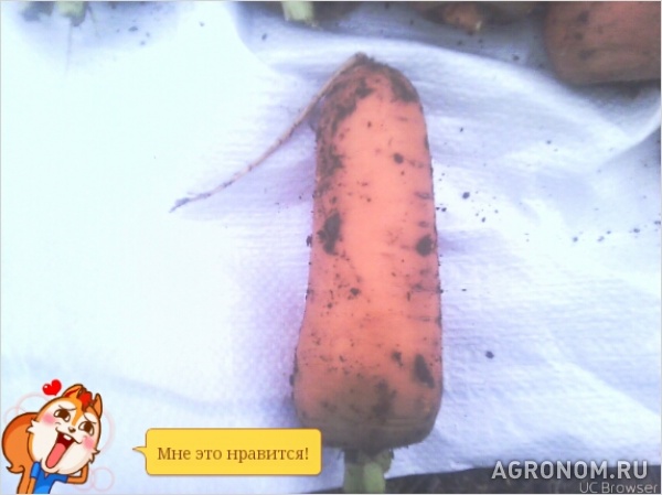 Продажа морковки из крыма