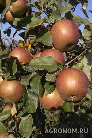 Яблоки оптом от производителя
