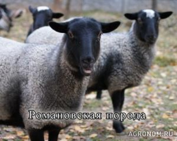 Продаю овец в нижегородской области