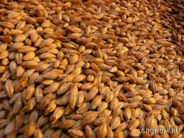 Зерно фуражное : пшеница ячмень кукуруза