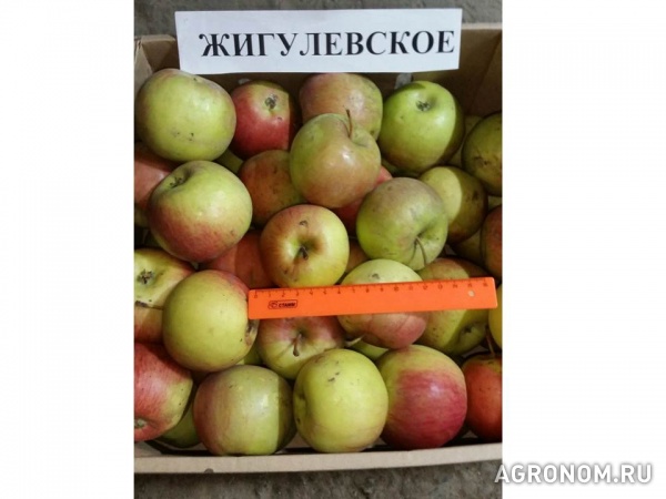 Предлагаем яблоки из самарской обл. от фермера