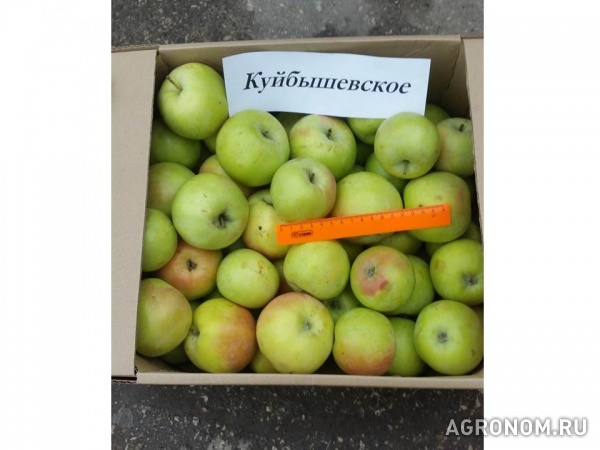 Предлагаем яблоки из самарской обл. от фермера
