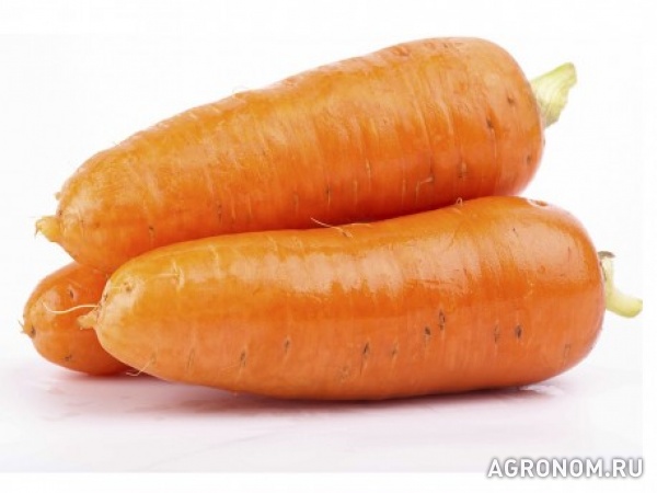 Морковь сорта абако