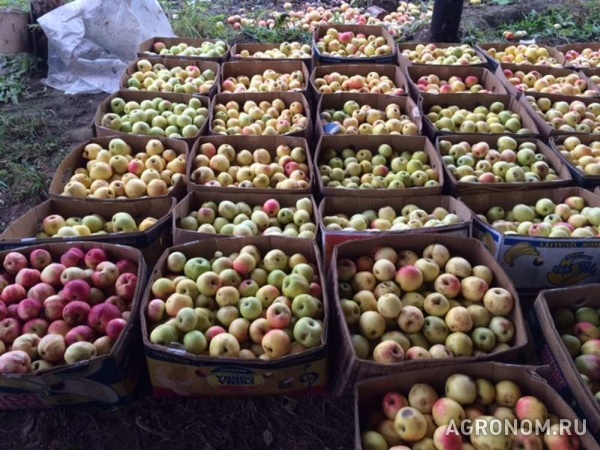 Продаю яблоки зимних сортов (голден, семеренко, антоновка) в г нижни
