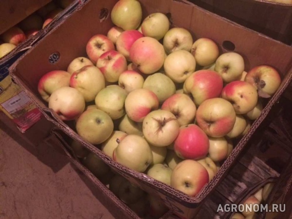 Продаю яблоки зимних сортов (голден, семеренко, антоновка) в г нижни