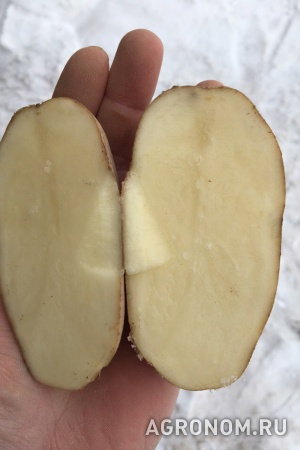 Семенной картофель янка 2-реп от кфх