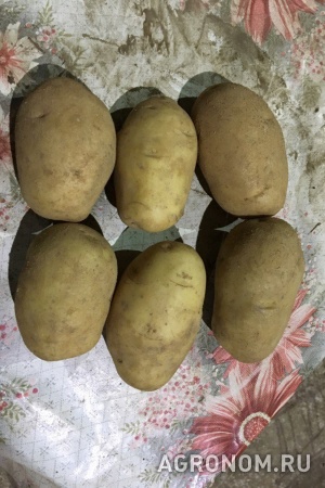 Семенной картофель янка 2-реп от кфх