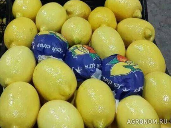 Лимоны турция