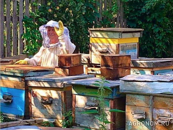 Пчелы, пчелосемьи от опытного пчеловода