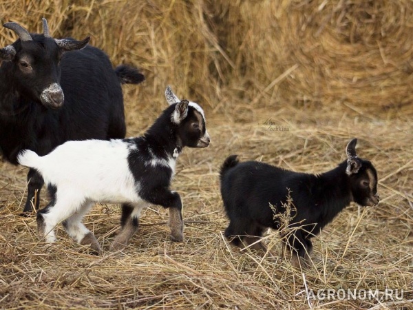 Породные камерунские козы