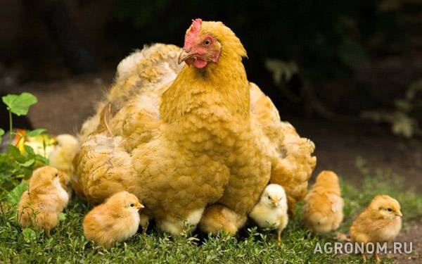 Муларды,гусята,цыплята,утята, инкуб. яйцо бройлера