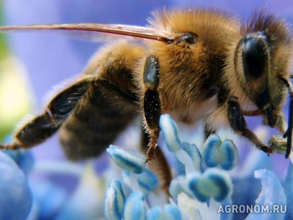 Пчелы. пчелопакеты.
