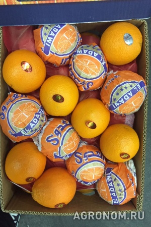 Апельсин оптом египет