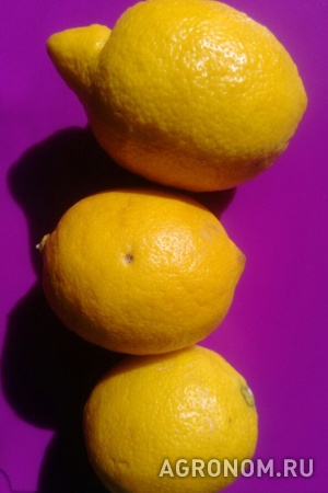 Экзотические фрукты, томаты, лимон