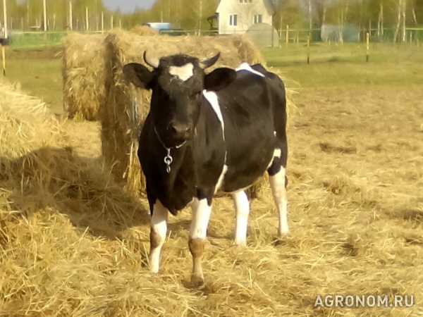 Черно-пестрая корова