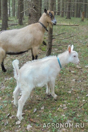 Подросшие козлята от молочных коз