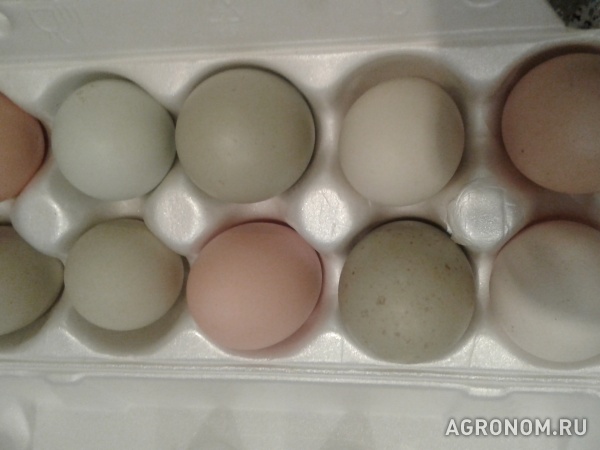 Продам инкубационное яйцо