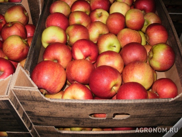 Яблоки оптом 65+ от производителя 41р/кг