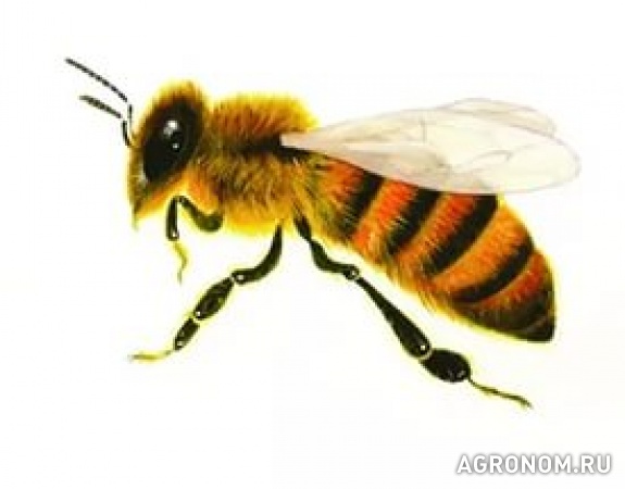 Пчелопакеты пчелы
