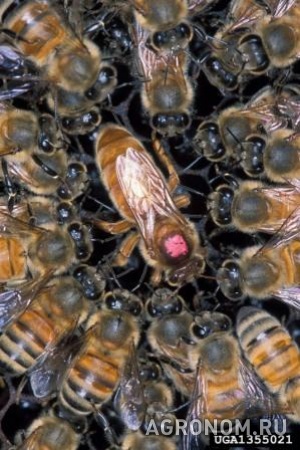 Продаю пчел пчелопакеты