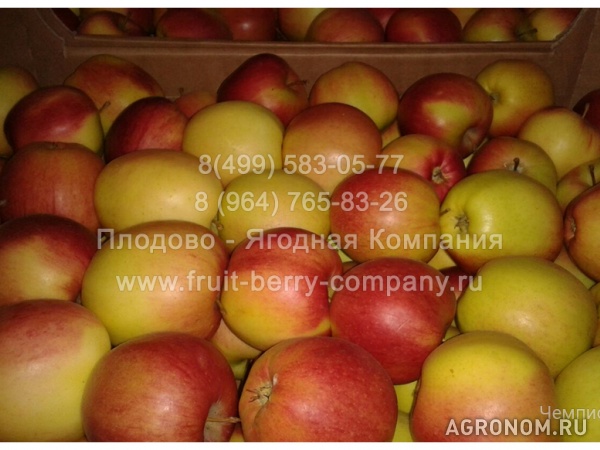 Яблоки, 8 сортов, оптом от 10 кг