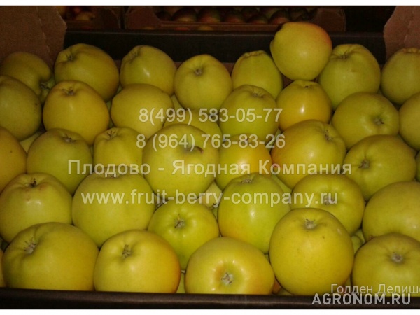 Яблоки, 8 сортов, оптом от 10 кг