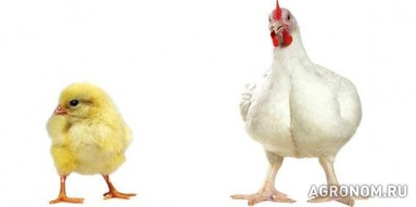 Суточные и подрощенные (10-14 дней) цыплята бройлеров породы кобб-500