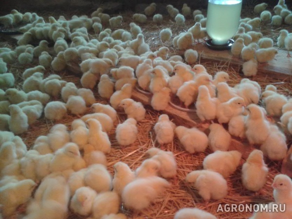 Суточные и подрощенные (10-14 дней) цыплята бройлеров породы кобб-500