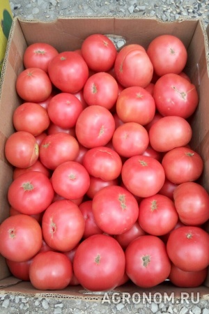 Продам свежий крымский томат, помидор (розовый, красный)