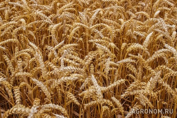 Семена озимой пшеницы ермак