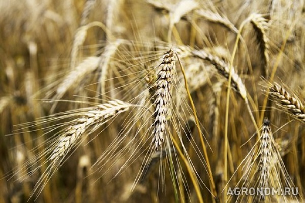 Семена озимой пшеницы ермак