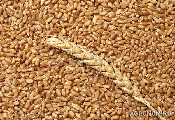 Семена озимой пшеницы ермак, станичная, дон 105/107 и др