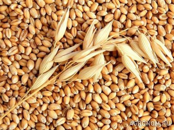 Семена озимой пшеницы гром, таня, москвич