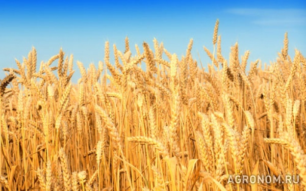 Семена озимой пшеницы: северодонецкая юбилейная, губернатор дона и др