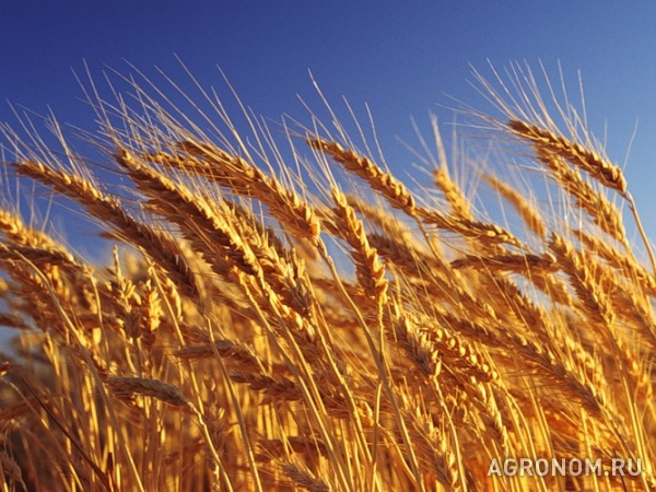 Семена озимой пшеницы: северодонецкая юбилейная, губернатор дона и др