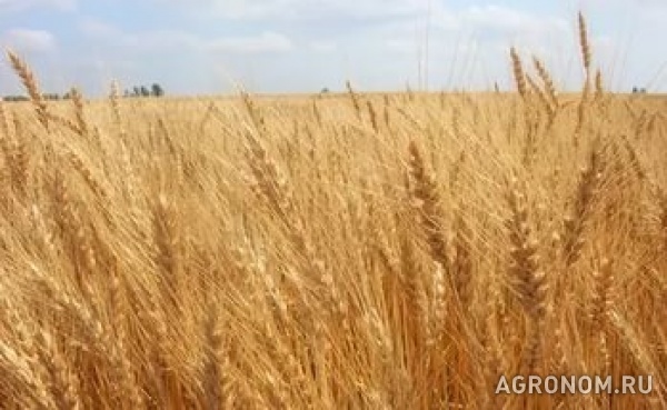 Семена озимой пшеницы(снииск):княгиня ольга, зустрич, писанка, украин