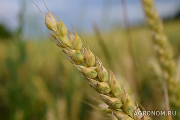 Семена озимой пшеницы гром