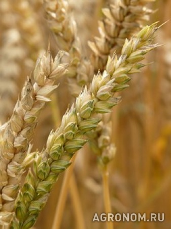 Семена озимой пшеницы баграт