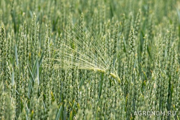 Семена озимой пшеницы баграт