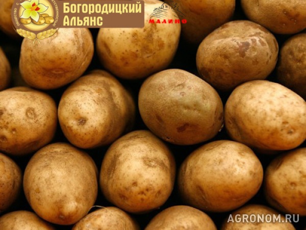 Картофель продовольственный молодой