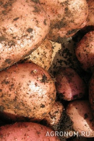 Картофель оптом сорт жуковский