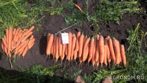 Продажа моркови