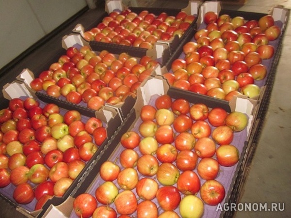 Производитель реализует яблоко сорт «гала», калибры: 60+, 70+, 80+