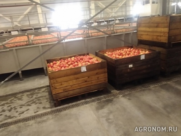 Производитель реализует яблоко сорт «гала», калибры: 60+, 70+, 80+