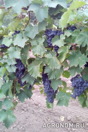 Продам виноград столовый и винный: молдова и цитрон (цитронный магара