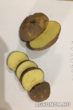 Картофель 5+ оптом от производителя янка, колобок, 11руб от 20т.