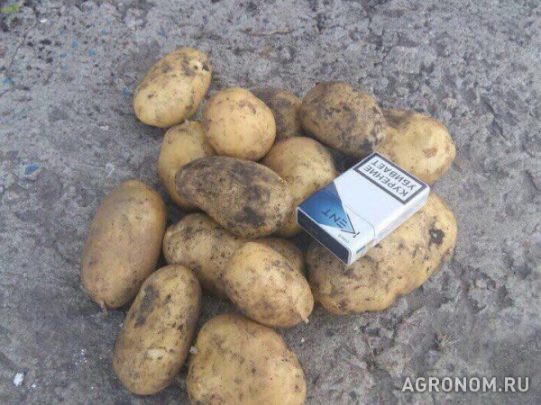Картофель оптом 3,5+ от производителя 7,5 р./кг.