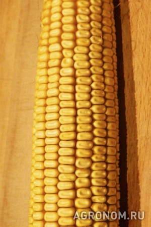 Семена кукурузы ладожский 292 от завода
