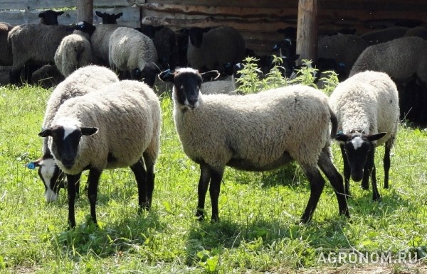 Овцы и бараны романовской породы